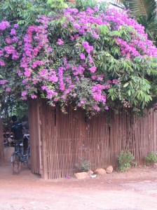A common sight in Cambodia, these flowers were at a house down the street from the children's home.
