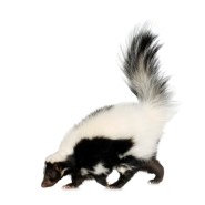 Looks like a cat? But not a cat.